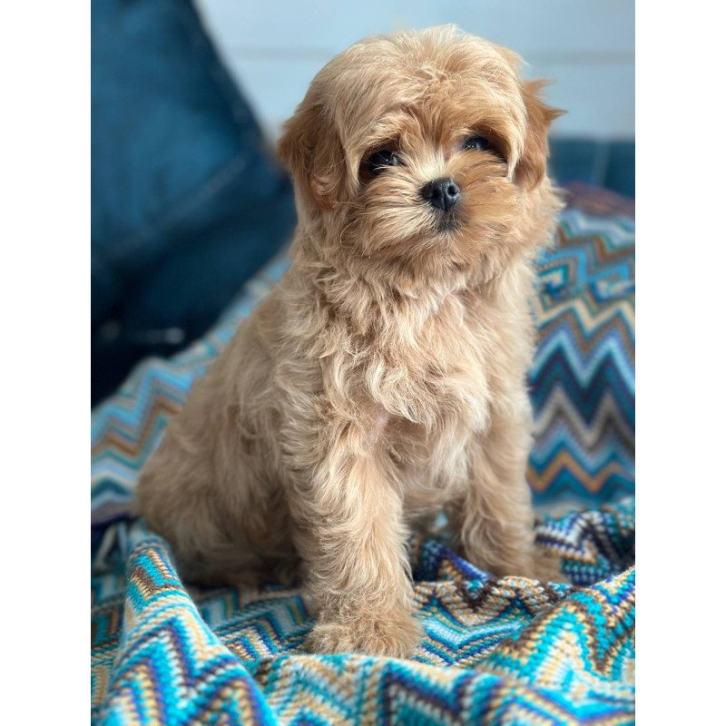 Maltipoo A Pugovka