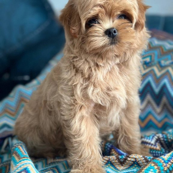 Maltipoo A Pugovka