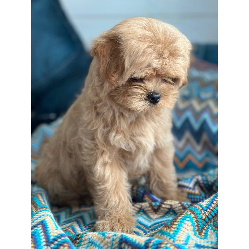 Maltipoo A Pugovka
