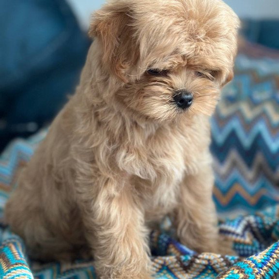 Maltipoo A Pugovka