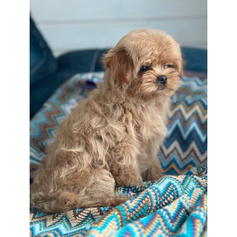Maltipoo A Pugovka