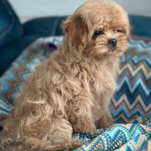 Maltipoo A Pugovka