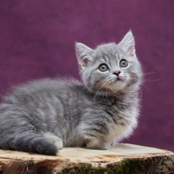 Munchkin POLIN Yuri