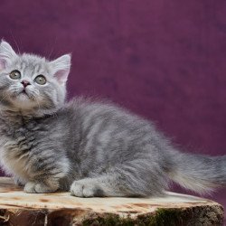 Munchkin POLIN Yuri