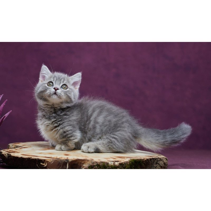 Munchkin POLIN Yuri