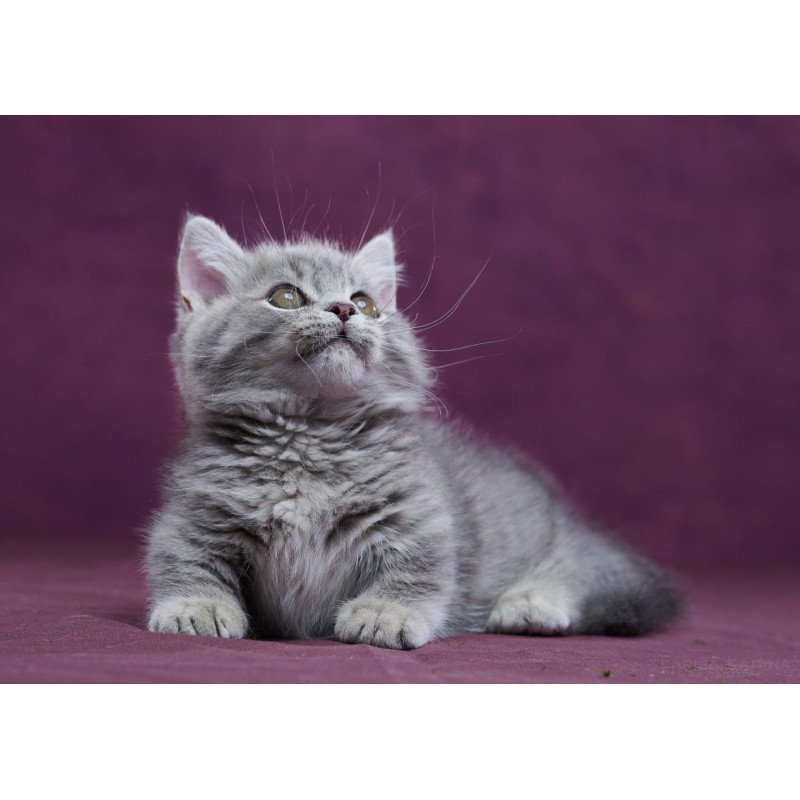 Munchkin POLIN Yuri