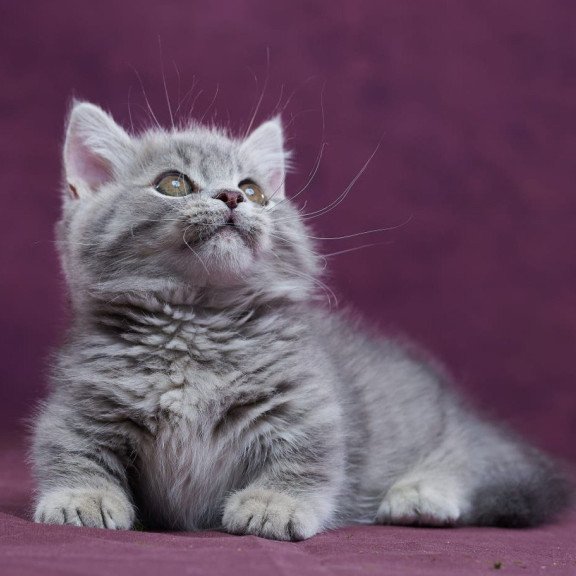 Munchkin POLIN Yuri