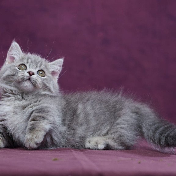 Munchkin POLIN Yuri