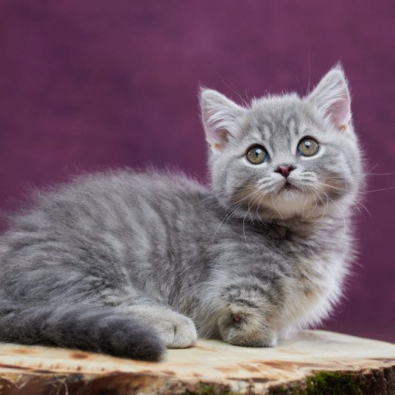Munchkin POLIN Yuri