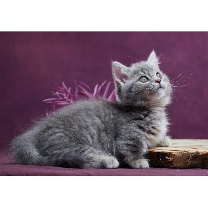Munchkin POLIN Yuri