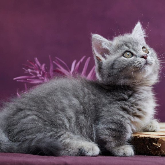 Munchkin POLIN Yuri