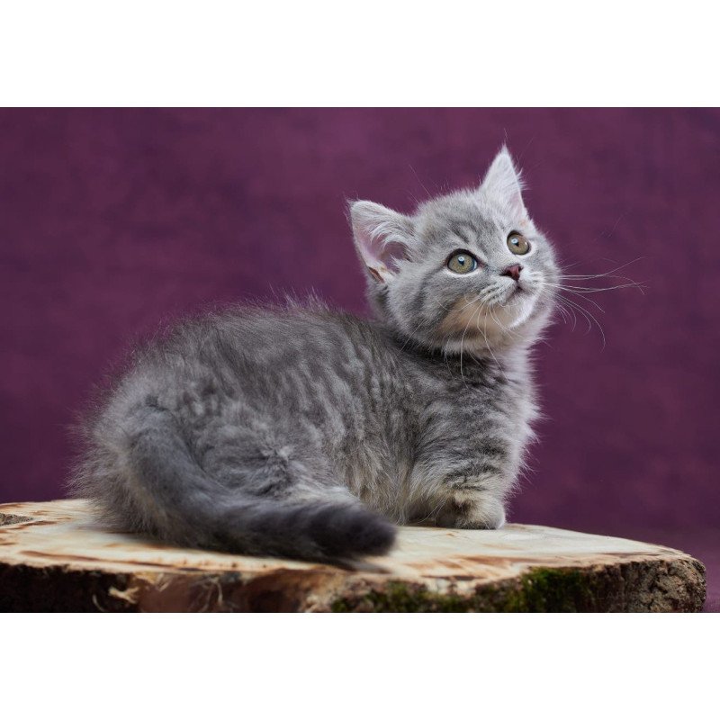 Munchkin POLIN Yuri