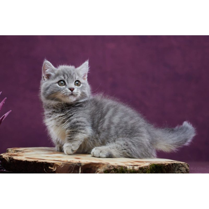Munchkin POLIN Yuri