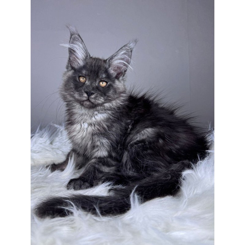 Maine Coon EZ Xunya