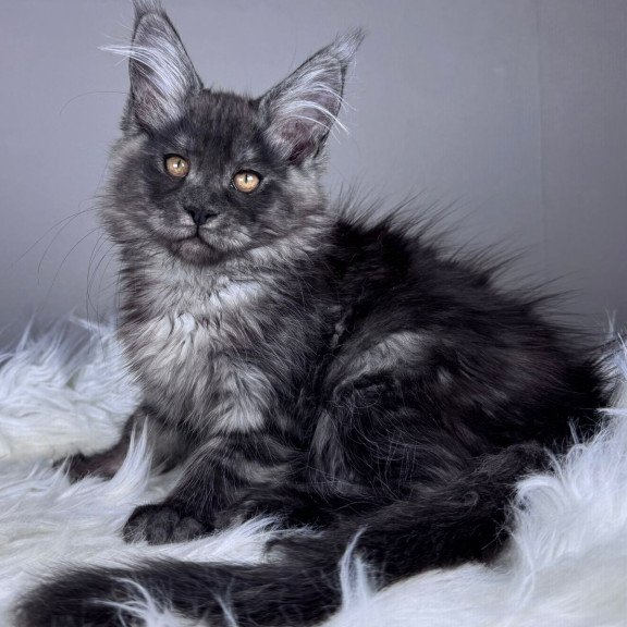 Maine Coon EZ Xunya