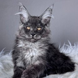 Maine Coon EZ Xunya