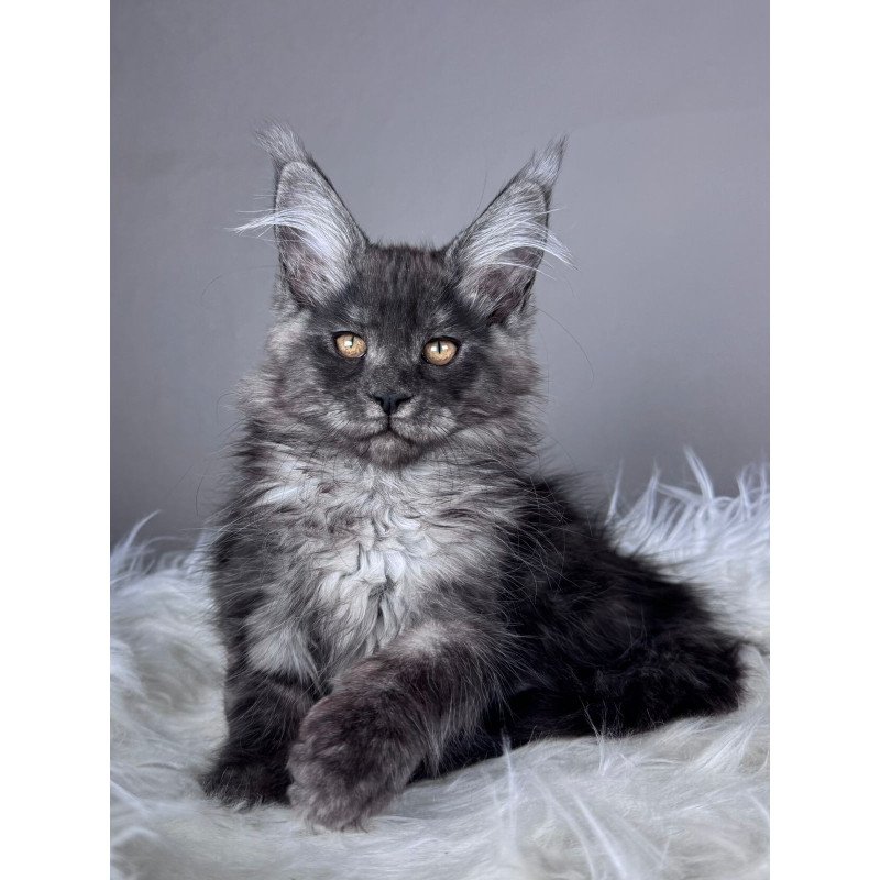 Maine Coon EZ Xunya
