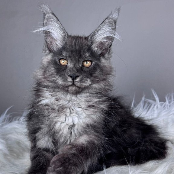 Maine Coon EZ Xunya