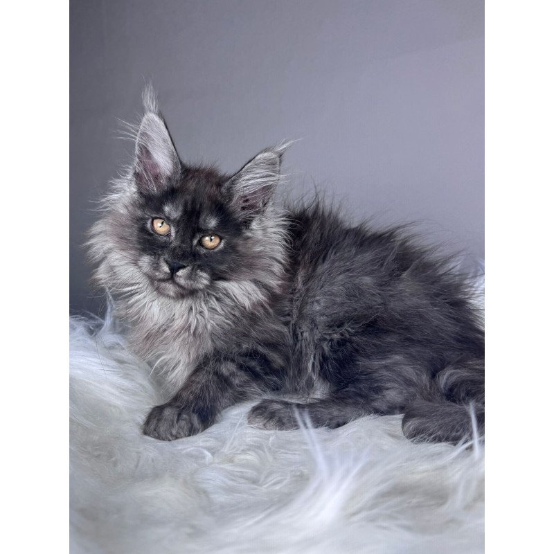 Maine Coon EZ Xunya