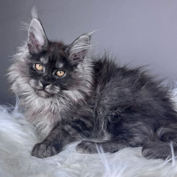 Maine Coon EZ Xunya