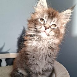 Maine Coon EZ Flora