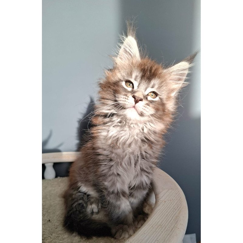 Maine Coon EZ Flora