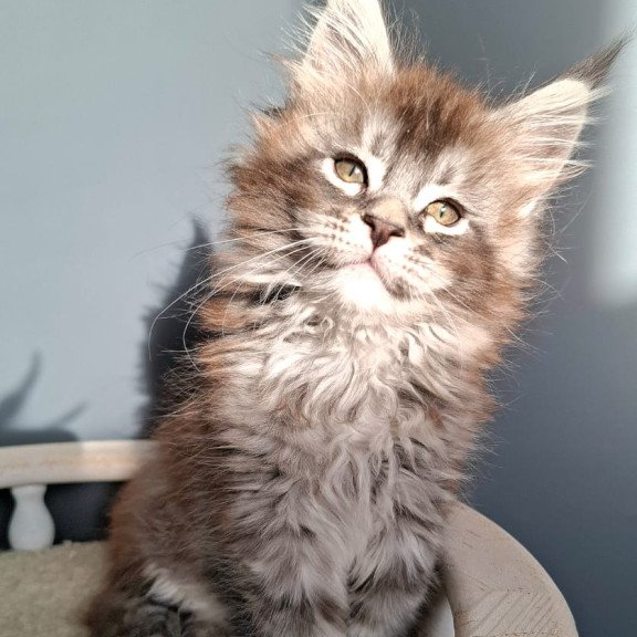 Maine Coon EZ Flora
