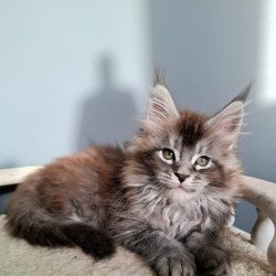 Maine Coon EZ Flora
