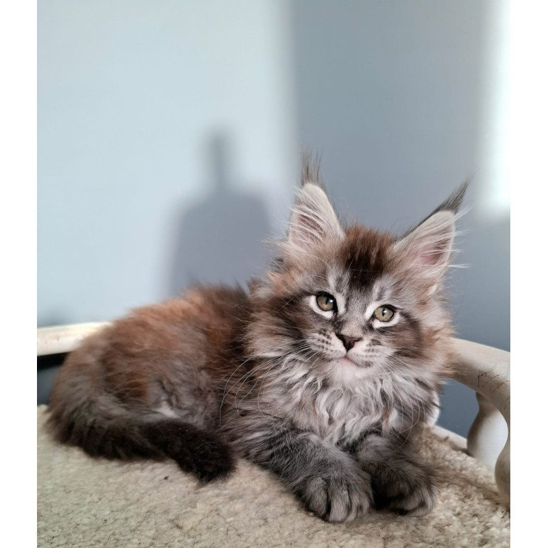 Maine Coon EZ Flora