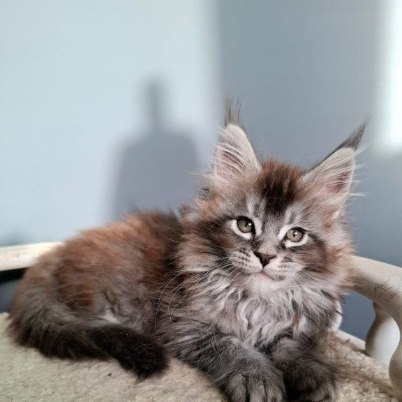 Maine Coon EZ Flora