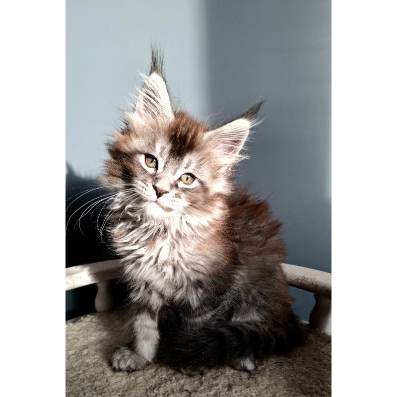 Maine Coon EZ Flora