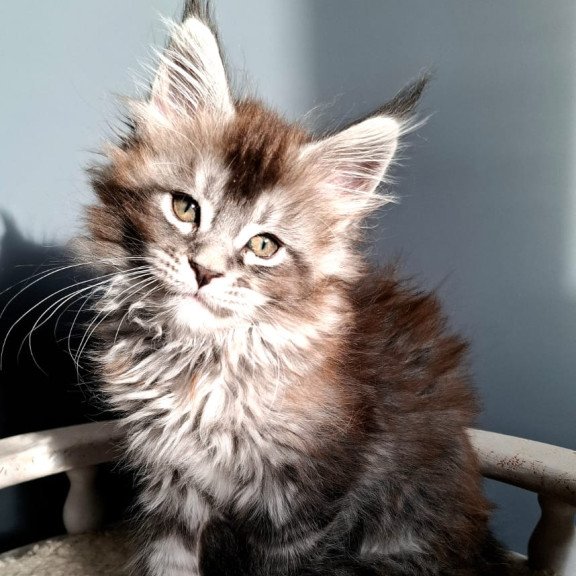 Maine Coon EZ Flora