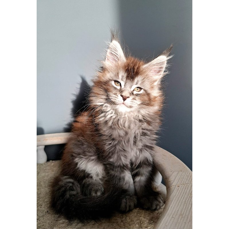 Maine Coon EZ Flora