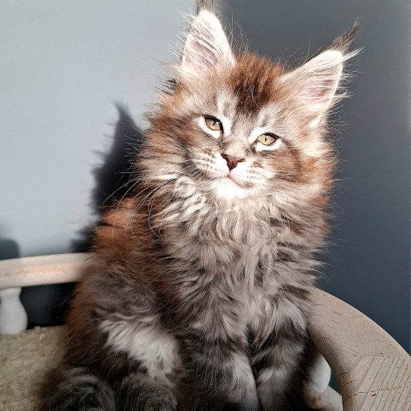 Maine Coon EZ Flora
