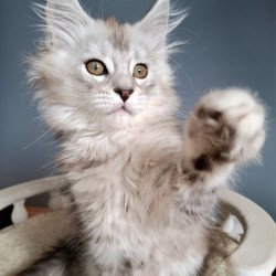 Maine Coon EZ Emma