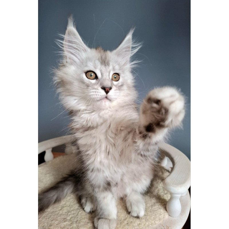 Maine Coon EZ Emma