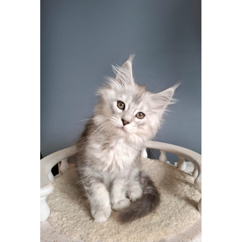 Maine Coon EZ Emma