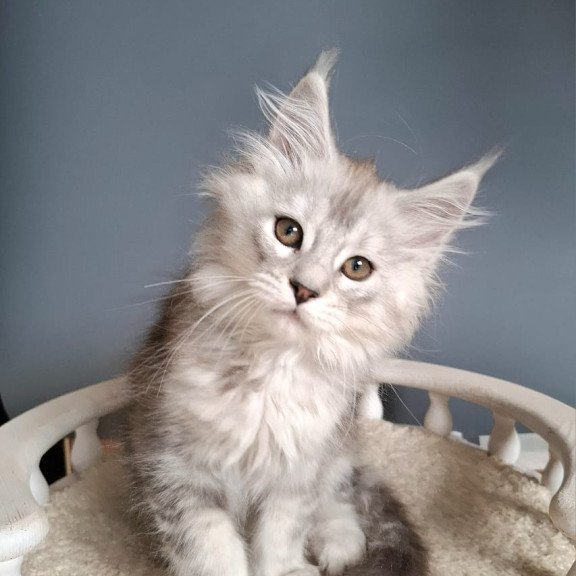 Maine Coon EZ Emma