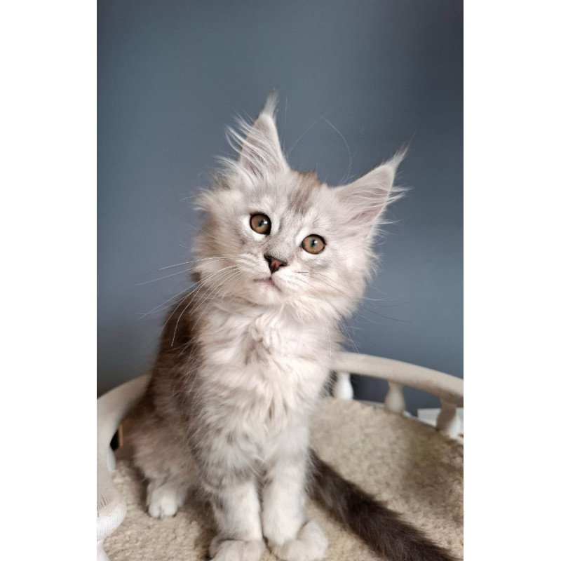 Maine Coon EZ Emma