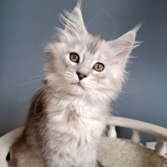 Maine Coon EZ Emma