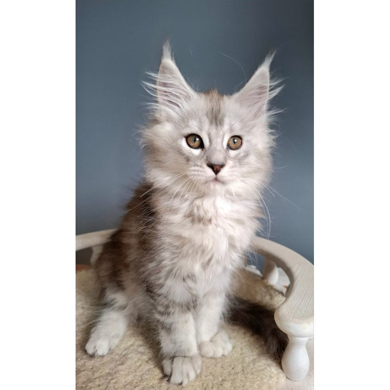 Maine Coon EZ Emma