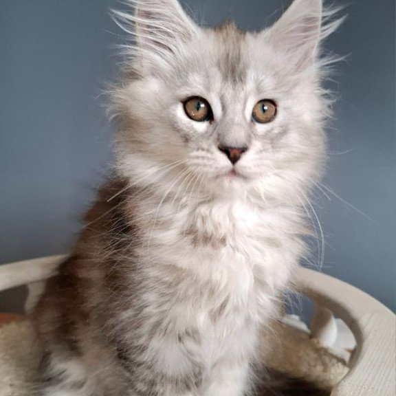 Maine Coon EZ Emma