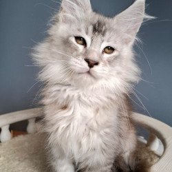 Maine Coon EZ Everton