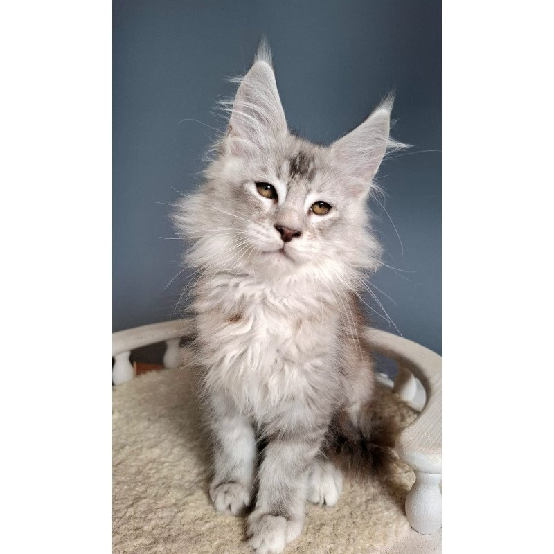 Maine Coon EZ Everton