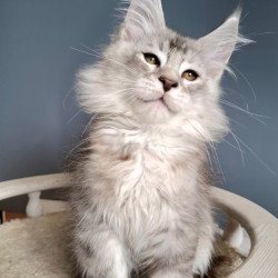 Maine Coon EZ Everton