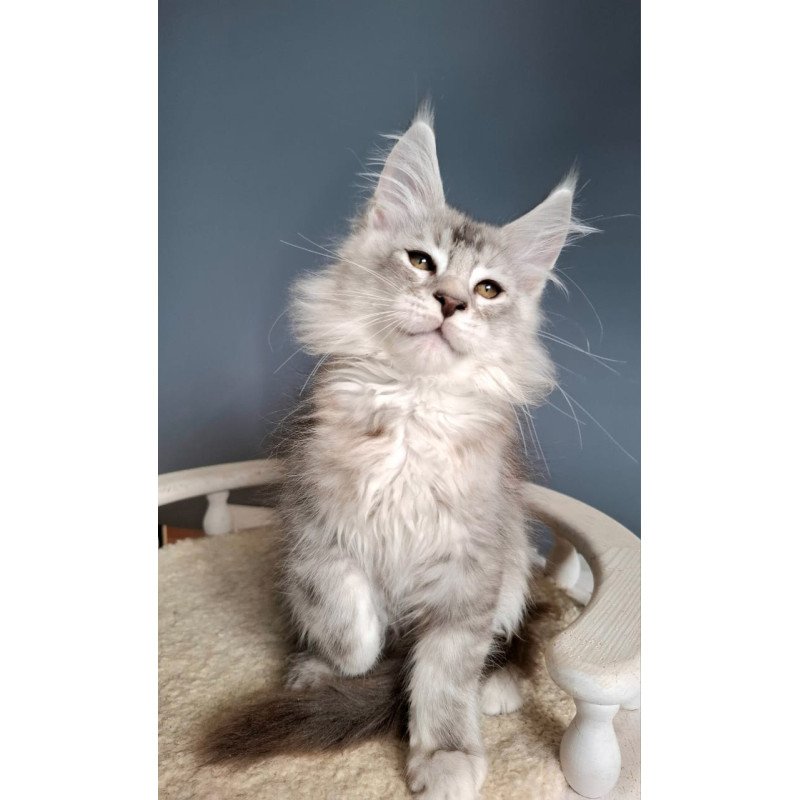 Maine Coon EZ Everton
