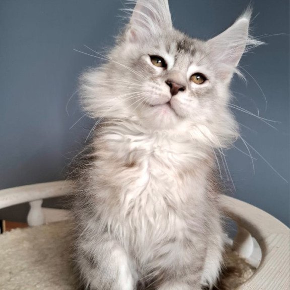 Maine Coon EZ Everton