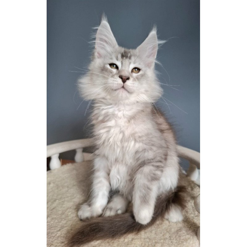Maine Coon EZ Everton