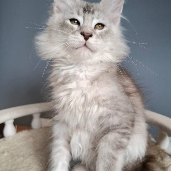 Maine Coon EZ Everton