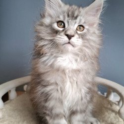 Maine Coon EZ Elvis